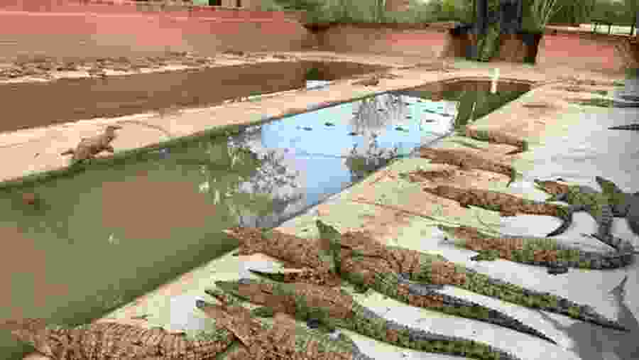 Take a Tour of the Crocodile Farm