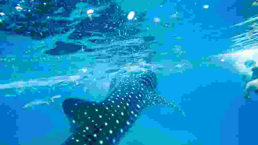 Whales, Sharks of Oslob