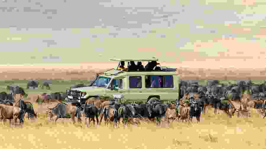 Safari Experience