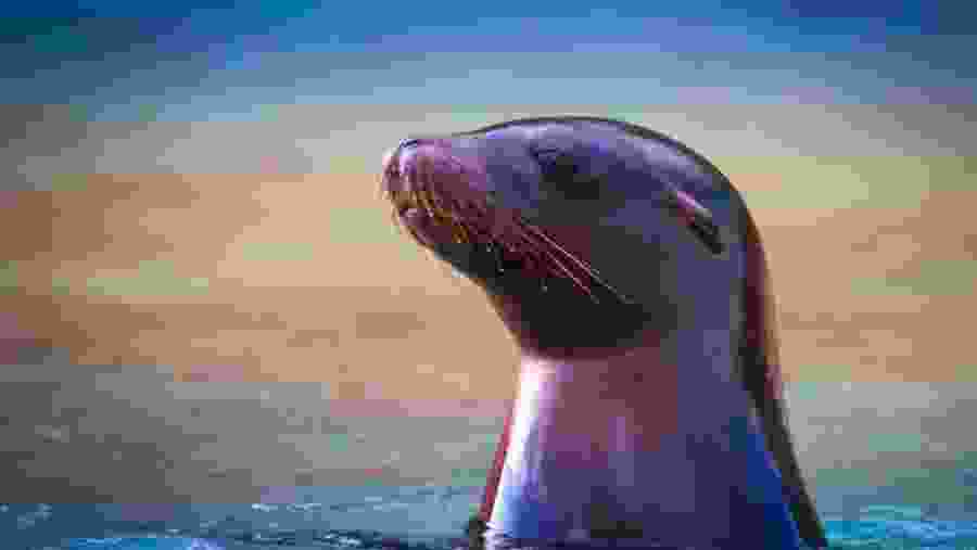 California sea lion