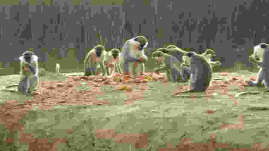 At the Africa Safari Park