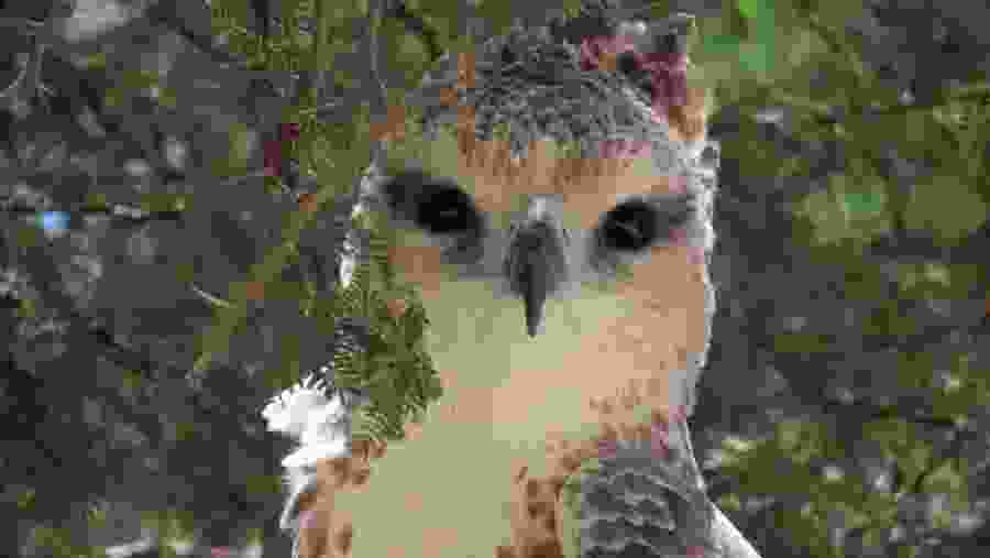 Kgalagadi Transfrontier Park Adventure