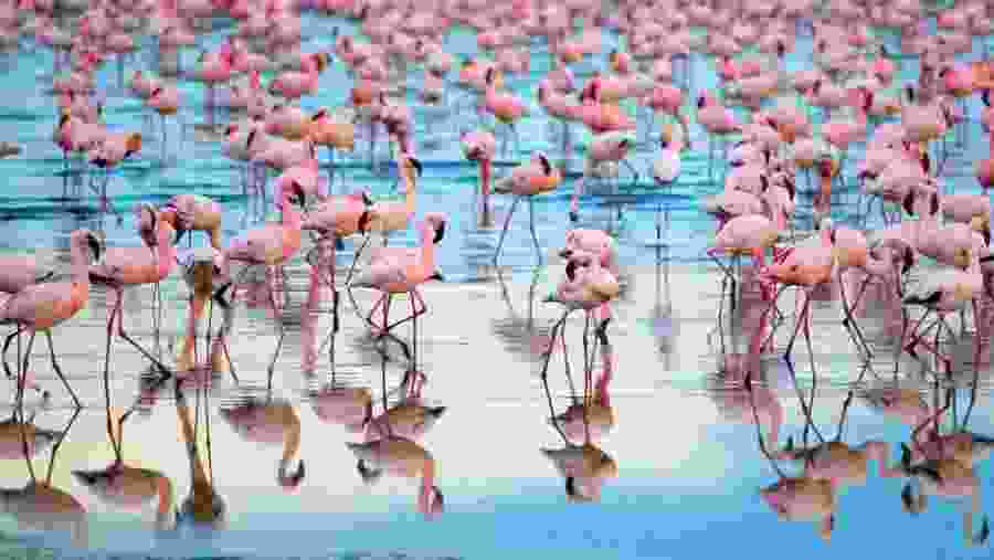 Witness the vibrant pink flamingos at Lake Manyara