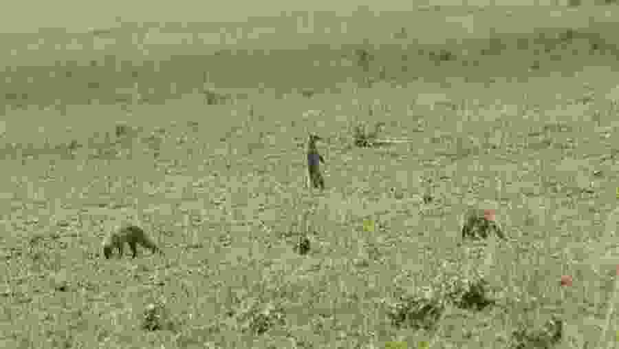 Witness the unique reptiles at Ngorongoro Crater