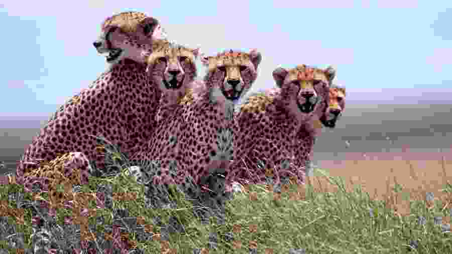 Tarangire national park