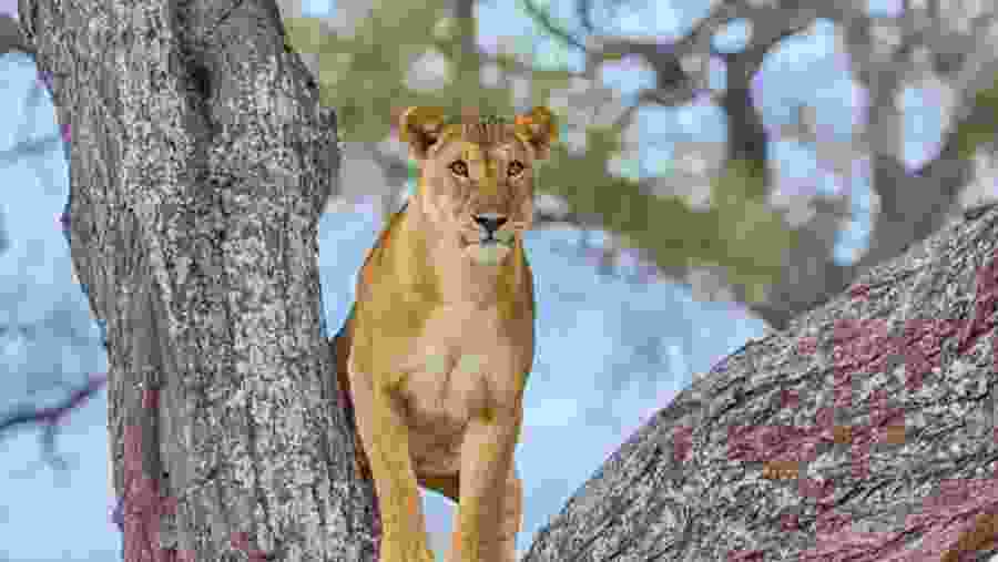 African Lion