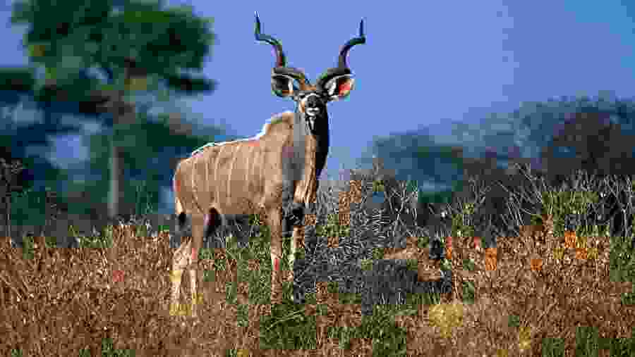 Chipangali Wildlife Orphanage, Zimbabwe