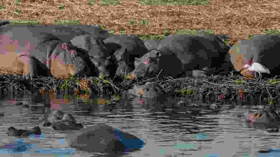 Embark on two game drives in Chobe