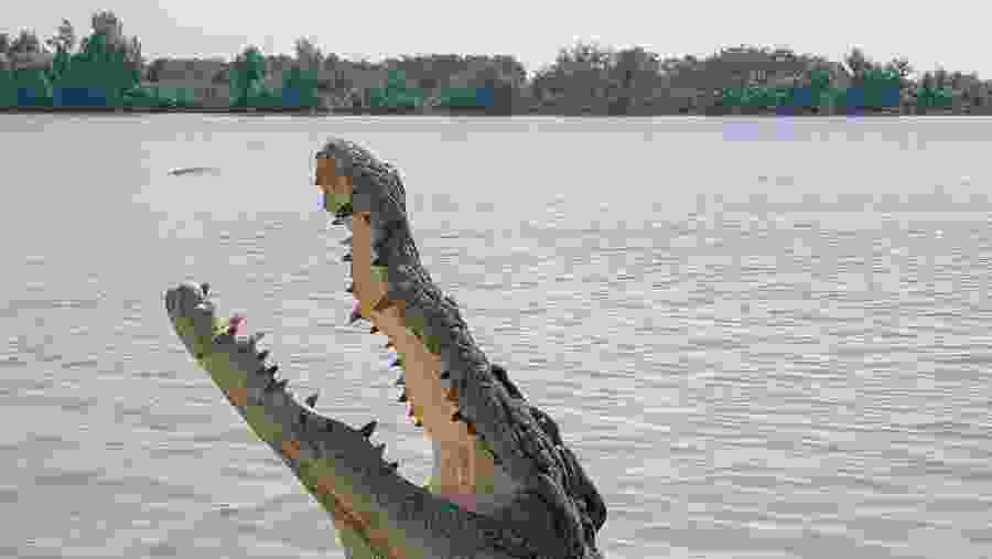 Crocodile
