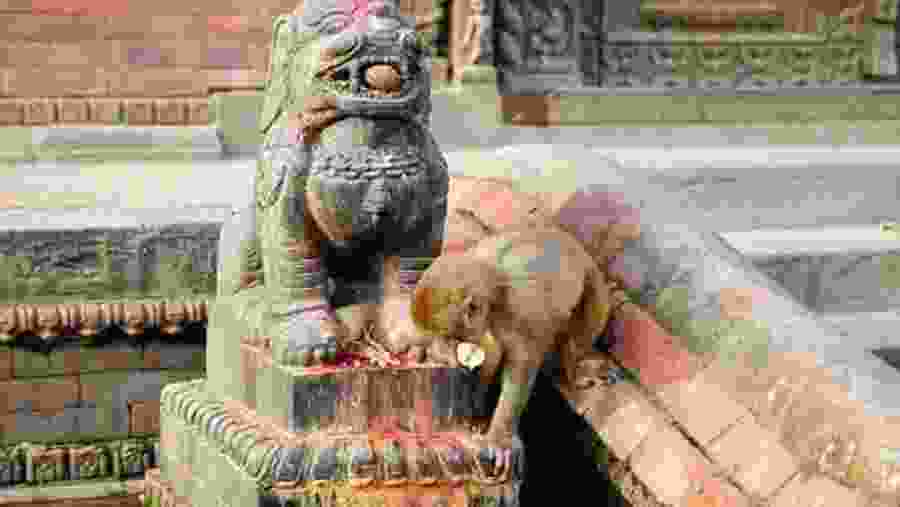 An idol in Pashupatinath temple, Kathmandu