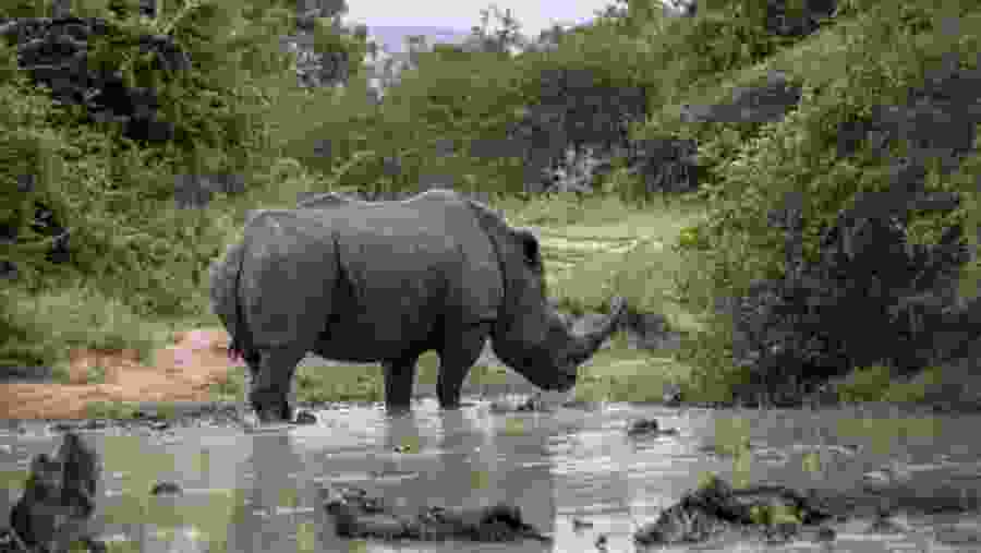 Wildlife in Nairobi