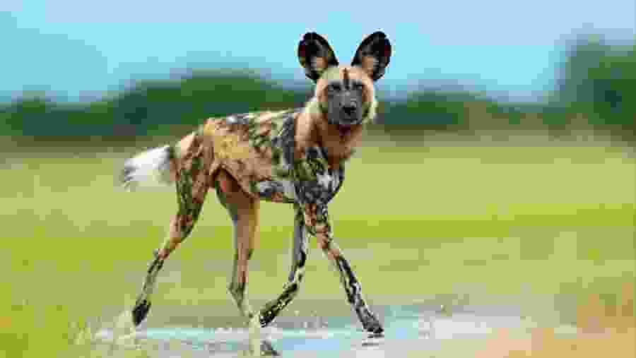 The Timeless Heart of Africa