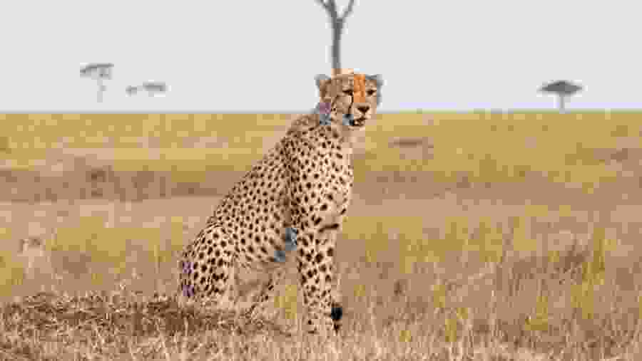 Cheetah