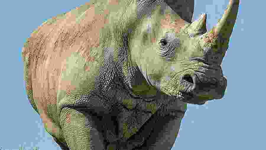 Rhino
