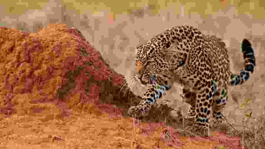 Leopard at Masai Mara