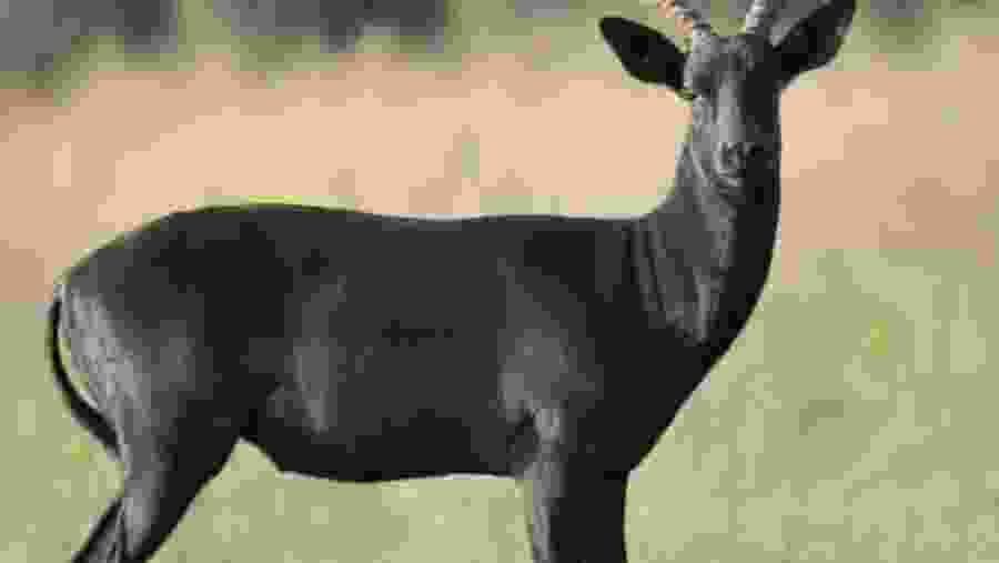 Black Buck