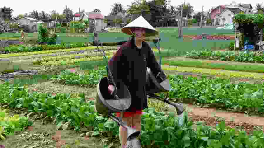 Tourist watering crops in Hoi An