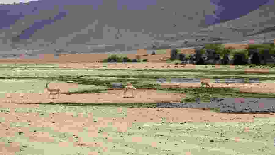 Wildlife in Tanzania