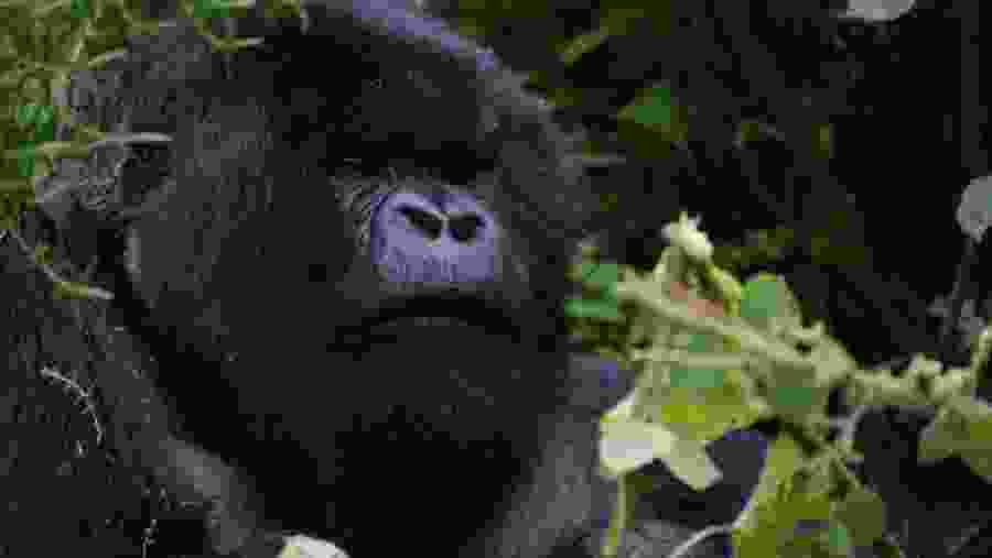 Gorilla Trekking