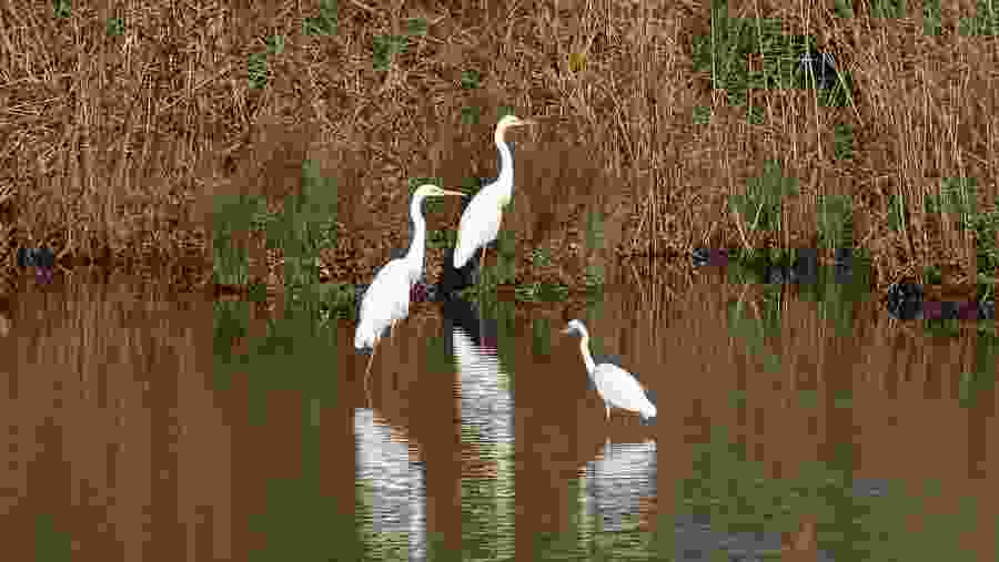 Bharatpur Bird Sanctuary.