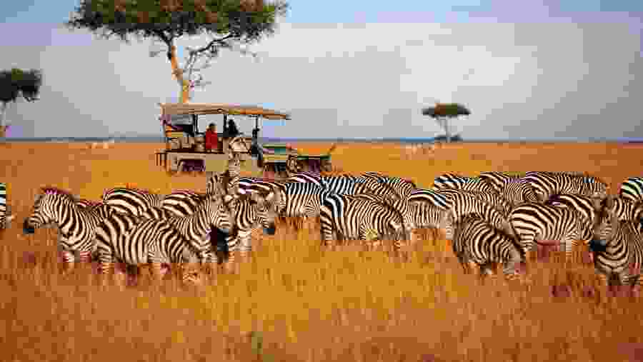 Zebras