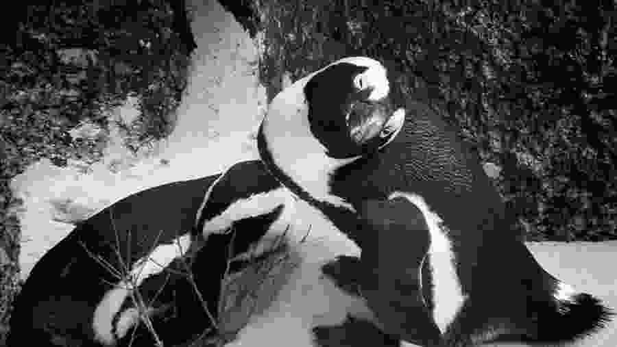Boulders Beach Penguin Colony, Simonstown