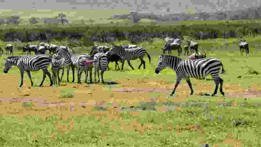 Zebras in the park