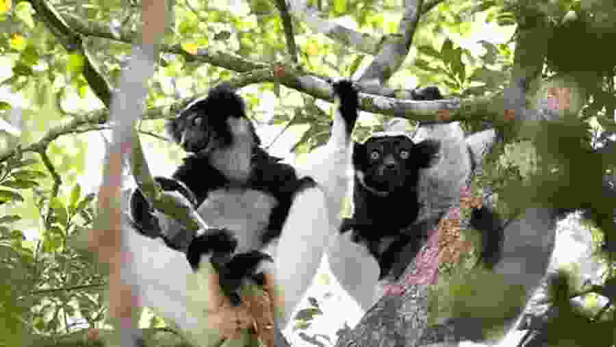 Indri