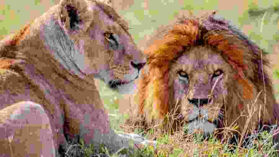 African Lions