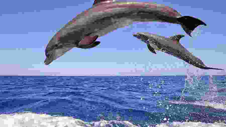 dolphins