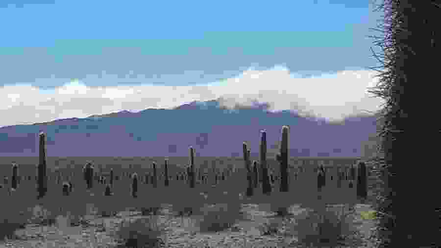 Cactus National Park