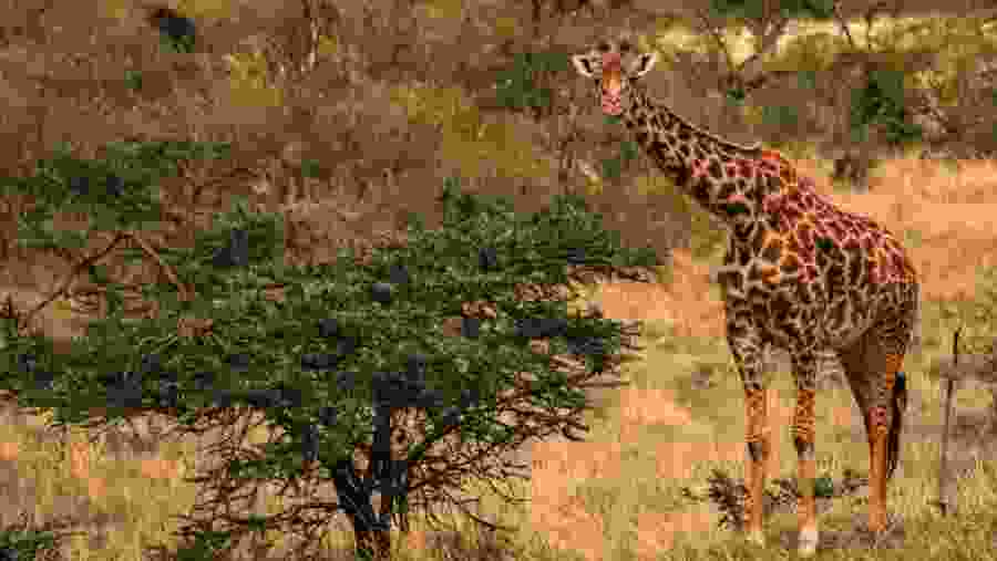 Witness towering giraffes