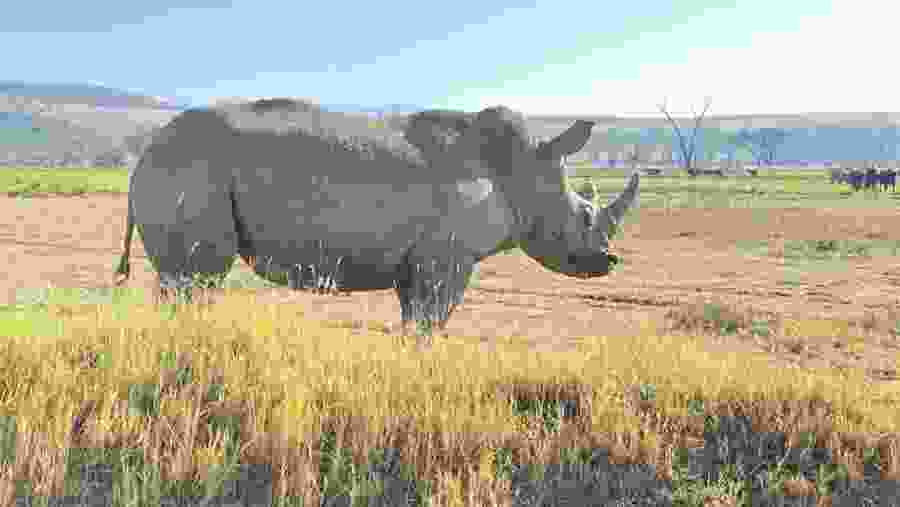 Black rhinoceros