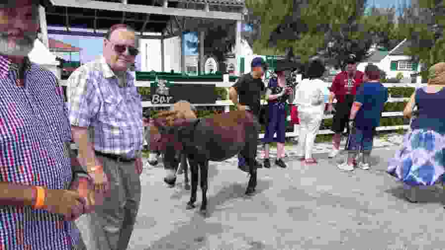 Meet Zebus in Turks and Caicos