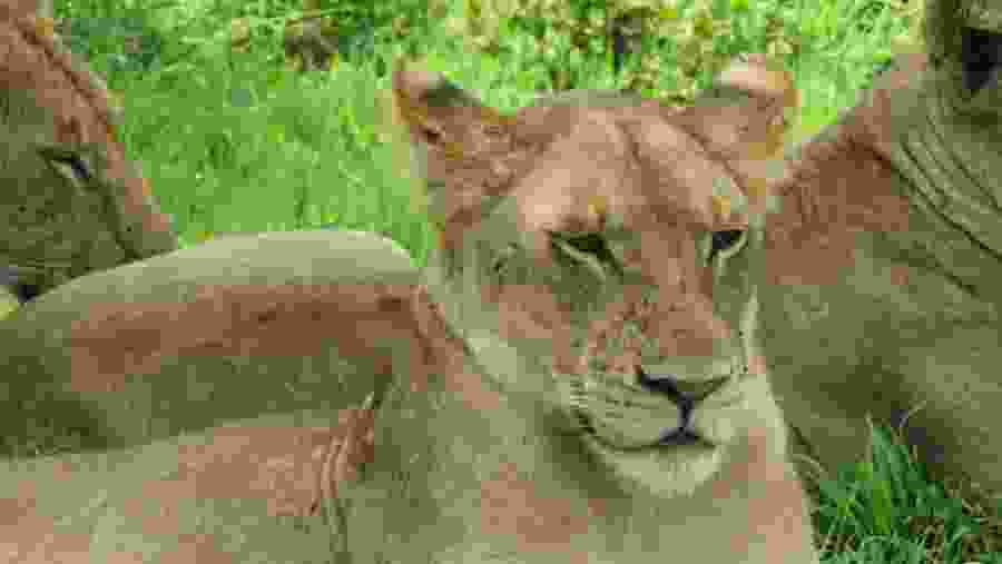 Wildlife Experience