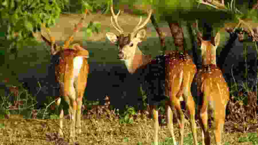 See herds of deer