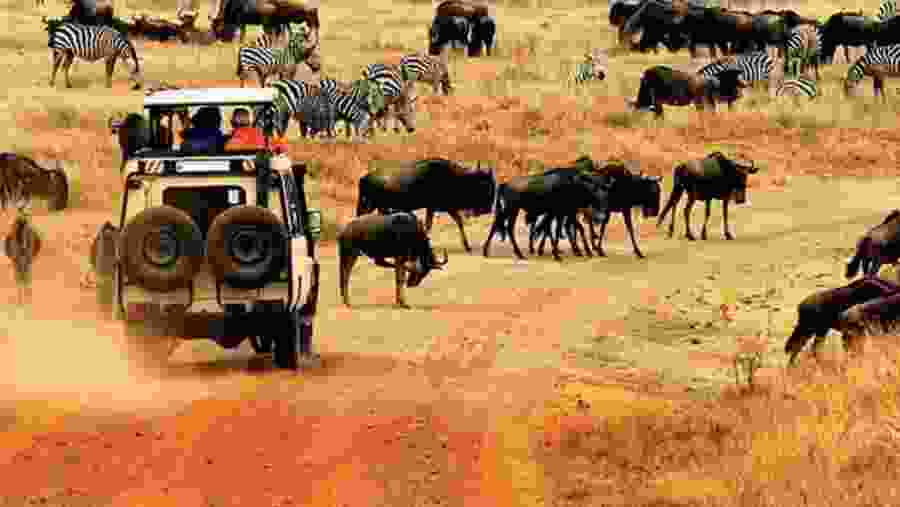 Wildebeest Migration