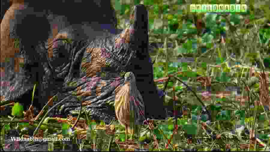 Unveil the harmonious coexistence of animals at Nepal