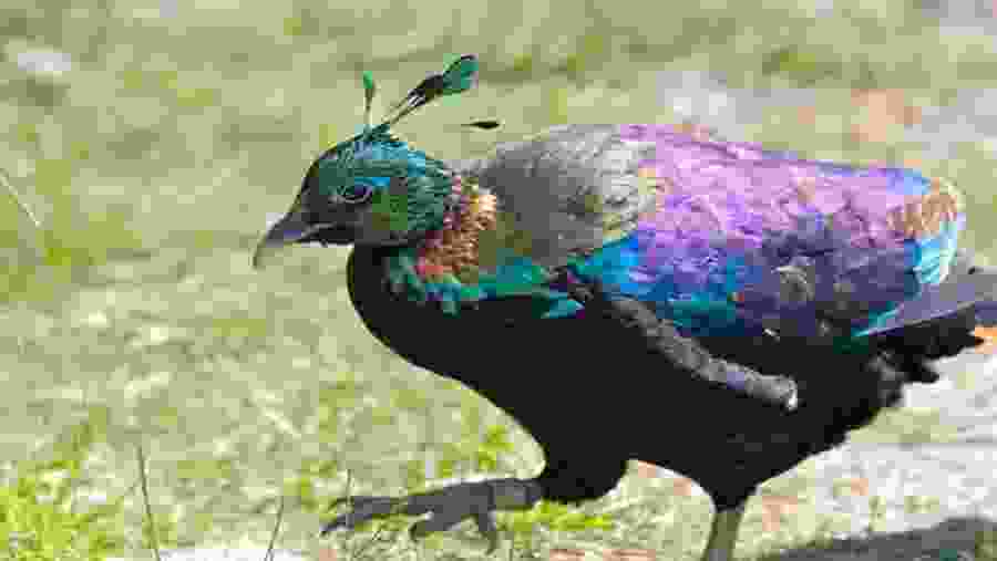 Shivapuri National Park