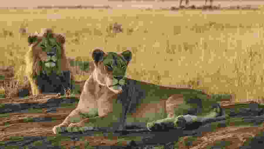 Witness the African wildlife