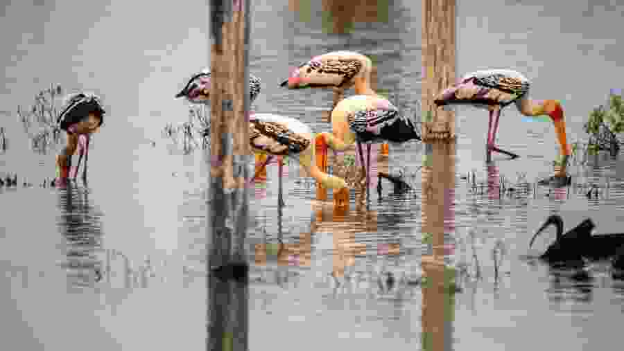 Bharatpur Bird Sanctuary.