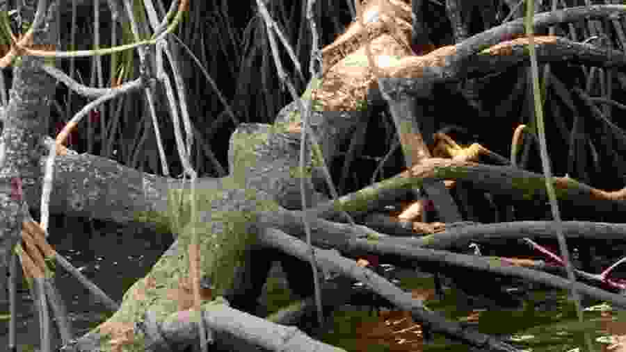 Red mangrove