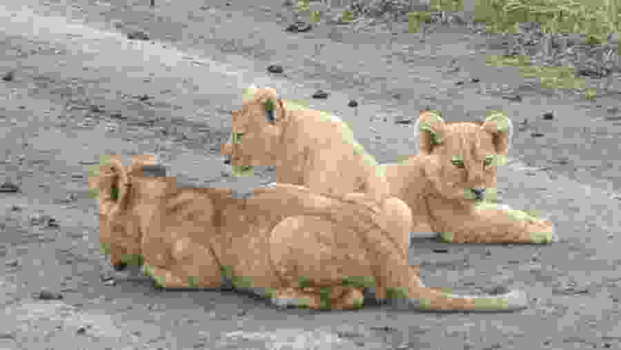 cubs
