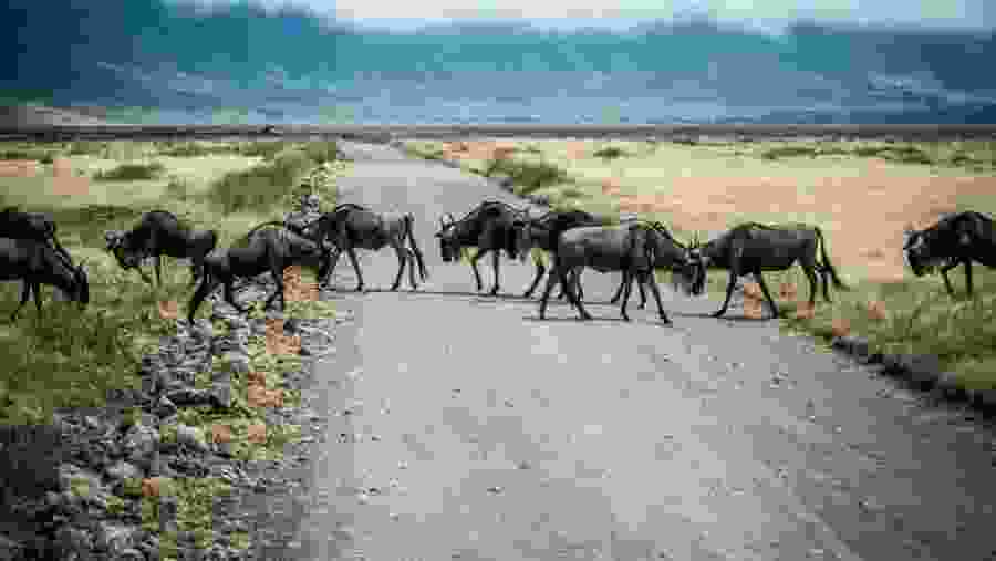 Wildlife in Serengeti and Ngorongoro