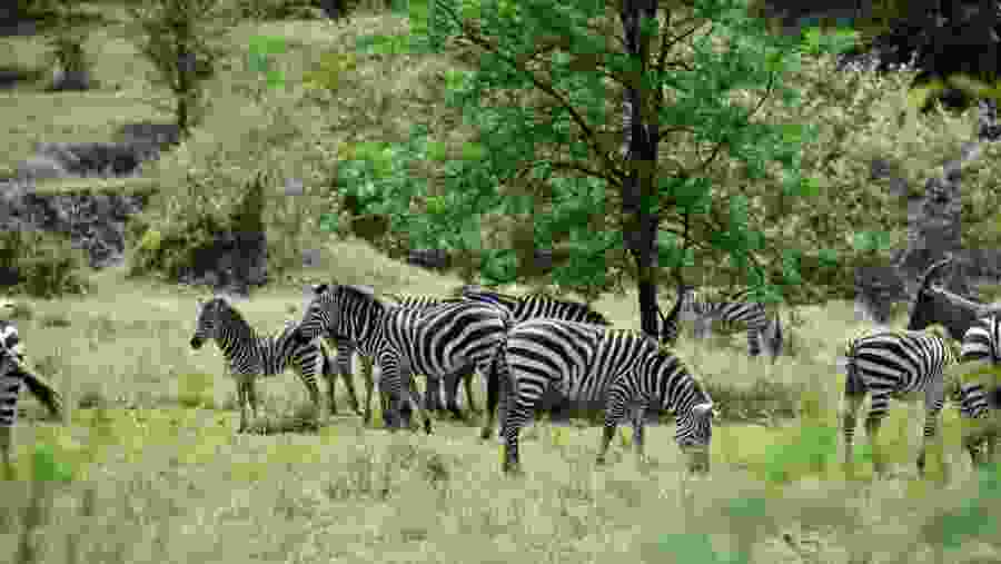 Witness the African wildlife