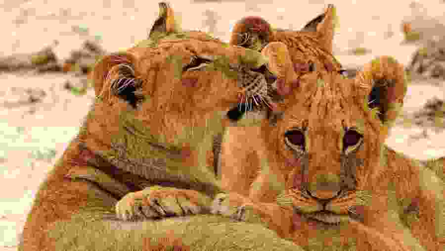 Witness the African wildlife