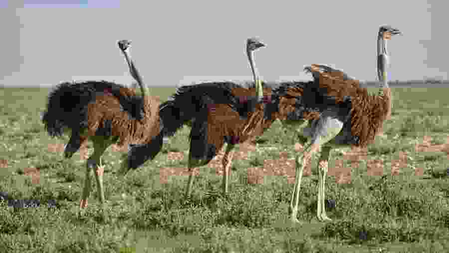 Wildlife Safari at Tarangire National Park