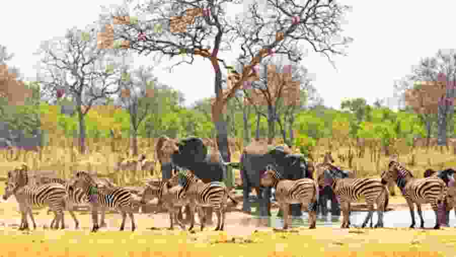 Spot wildlife at Hwange National Park
