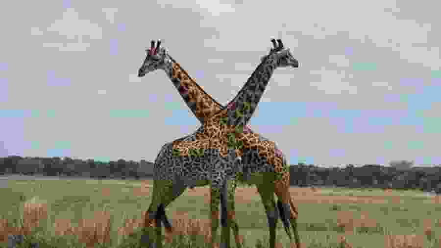 Giraffes