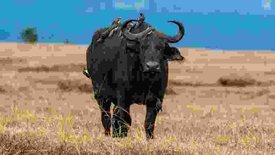 Admire the wildlife at the Masai Mara National Reserve